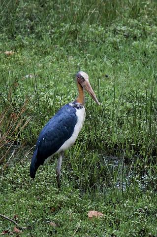 026 Bandavghar Nationaal Park, Javaanse Maraboe.jpg